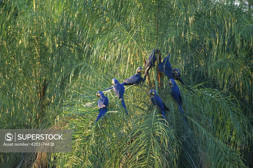 Hyacinth Macaw (Anodorhynchus hyacinthinus) group perching in palm tree, Pantanal, Brazil