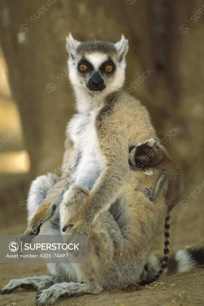 Ring-tailed Lemur (Lemur catta) mother with young, Berenty Reserve, Madagascar