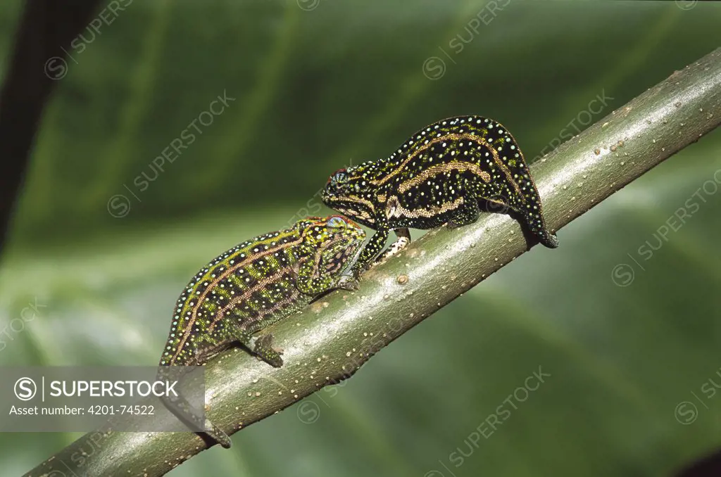 Chameleon (Chamaeleonidae) pair on branch, Madagascar