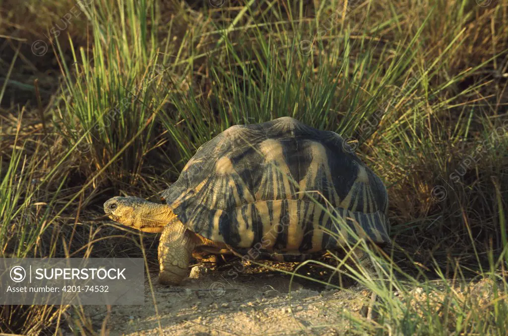Radiated Tortoise (Geochelone radiata) in grass, Madagascar