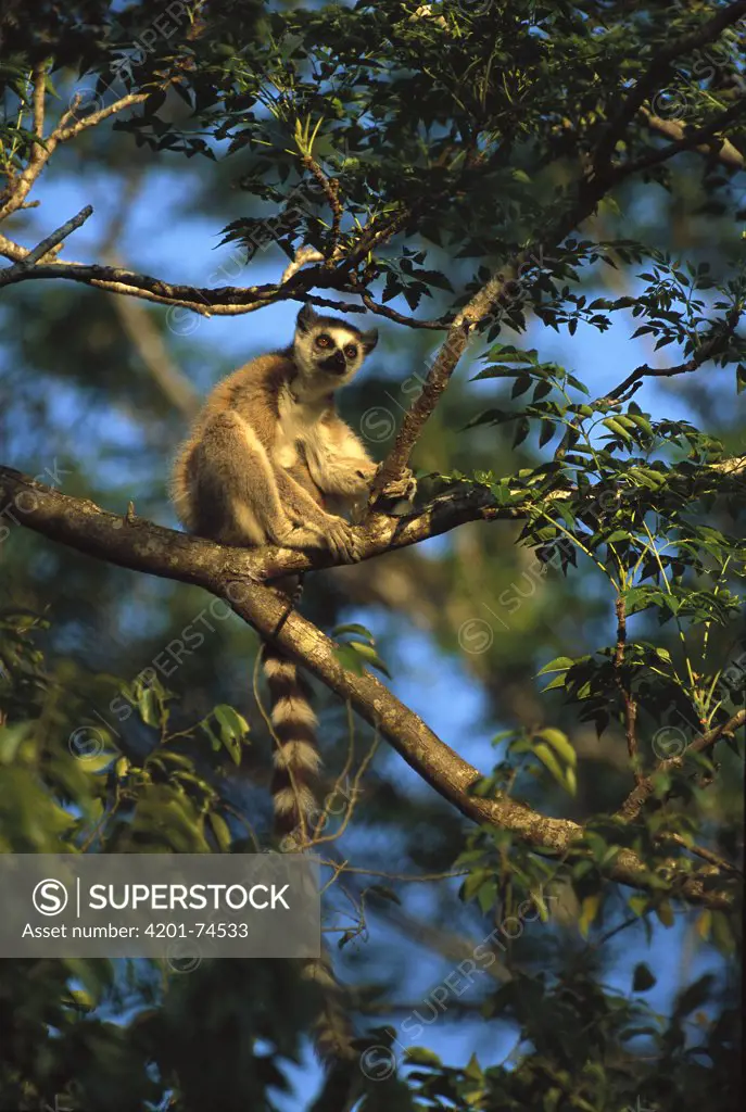 Ring-tailed Lemur (Lemur catta), Berenty Reserve, Madagascar