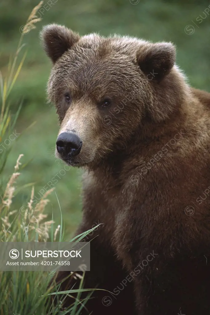 Grizzly Bear (Ursus arctos horribilis) portrait, Alaska
