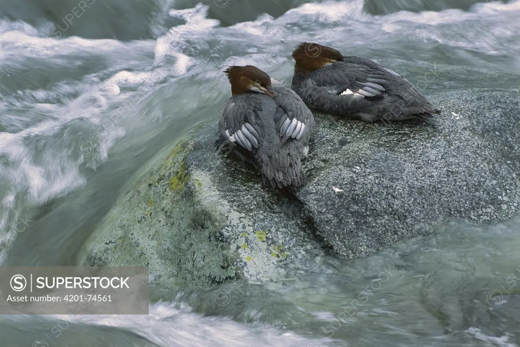 Common Merganser (Mergus merganser) pair sleeping on rock in flowing river, Alaska