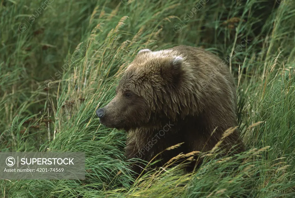Grizzly Bear (Ursus arctos horribilis) yearling sitting in grass, Alaska