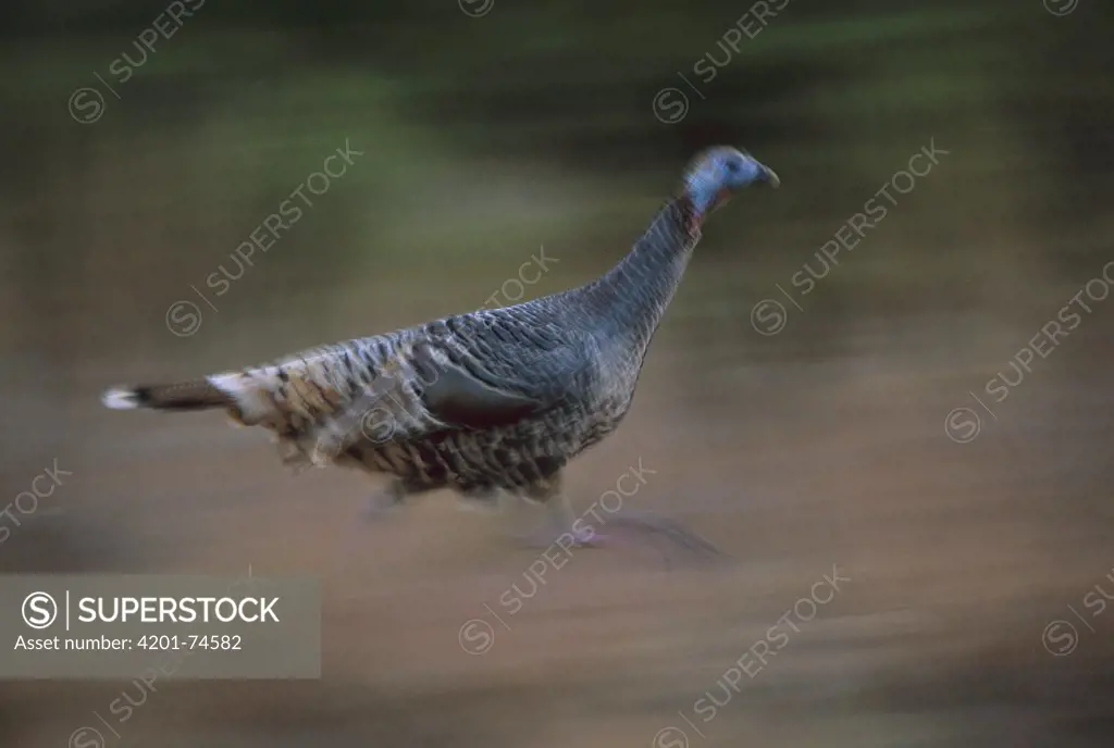 Wild Turkey (Meleagris gallopavo) female running, Serranias del Burro, Coahuila state, Mexico