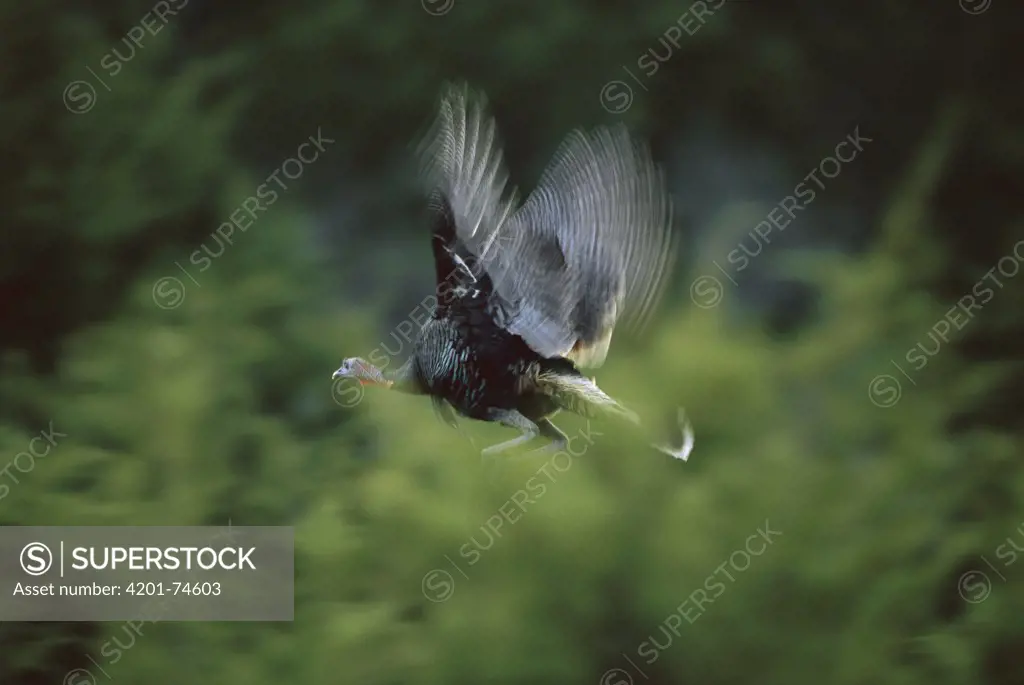 Wild Turkey (Meleagris gallopavo) male flying, Serranias del Burro, Coahuila state, Mexico