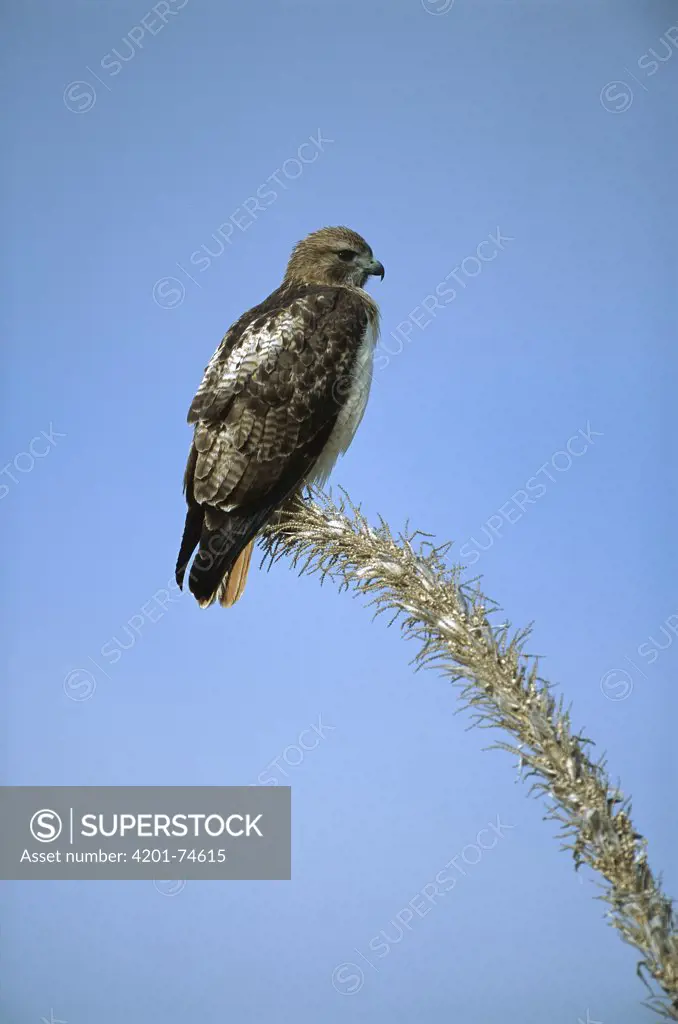 Red-tailed Hawk (Buteo jamaicensis) perching on dead Ocotillo (Fouquieria splendens) cactus branch, Sierra del Carmen region, Mexico