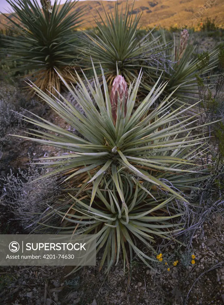Yucca about to flower, Chihuahuan Desert, Mexico