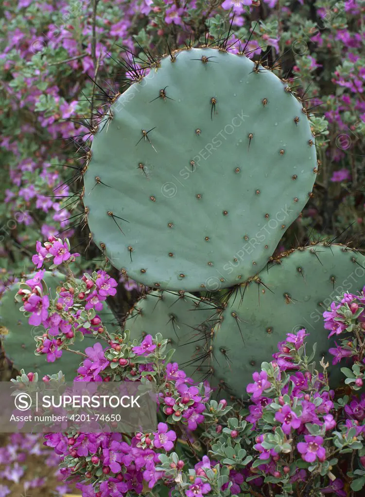 Opuntia (Opuntia sp) cactus surrounded by desert flowers, Chihuahuan Desert, Mexico