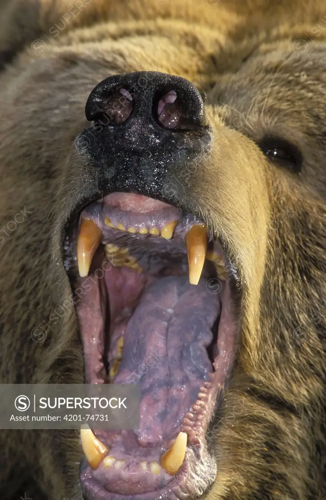 Kodiak Bear (Ursus arctos middendorffi) with mouth agape, native to Kodiak Island, Alaska