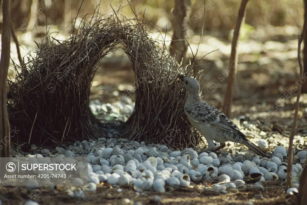 Great Bowerbird (Chlamydera nuchalis) building his avenue bower with the foreground decorated with white shells to attract female, Territory Wildlife Park, Berry Springs, Australia