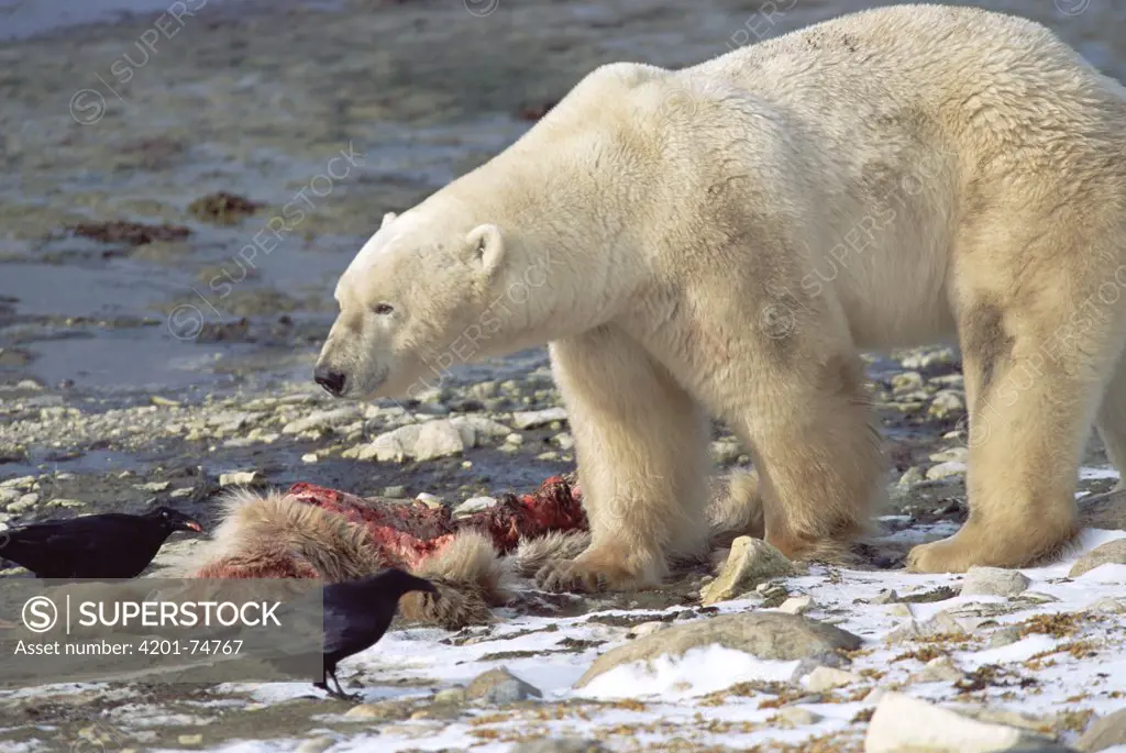 Polar Bear (Ursus maritimus) adult male feeding on carcass of yearling cub, Churchill, Manitoba, Canada