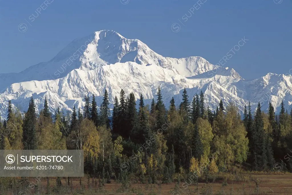 Mt. McKinley towering above forest in autumn, Petersville Road, Denali National Park and Preserve, Alaska