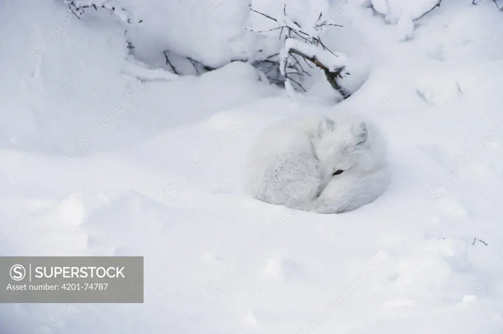 Arctic Fox (Alopex lagopus) curled up in the snow, Churchill, Manitoba, Canada