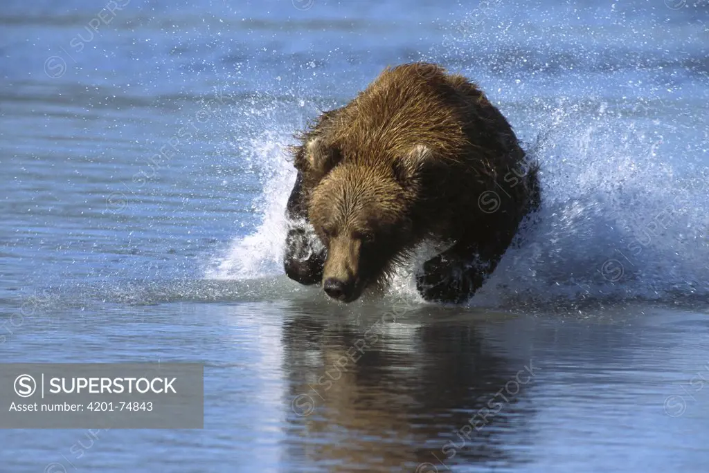 Grizzly Bear (Ursus arctos horribilis) chasing after Coho Salmon (Oncorhynchus kisutch), Katmai National Park, Alaska