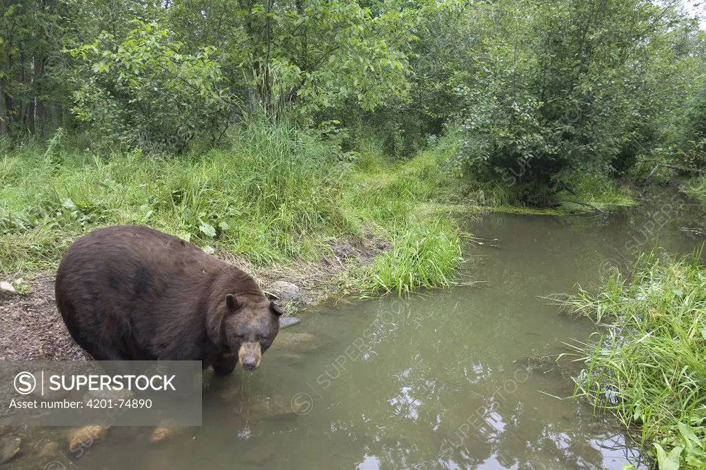 Black Bear (Ursus americanus) large adult male drinking from stream, Orr, Minnesota