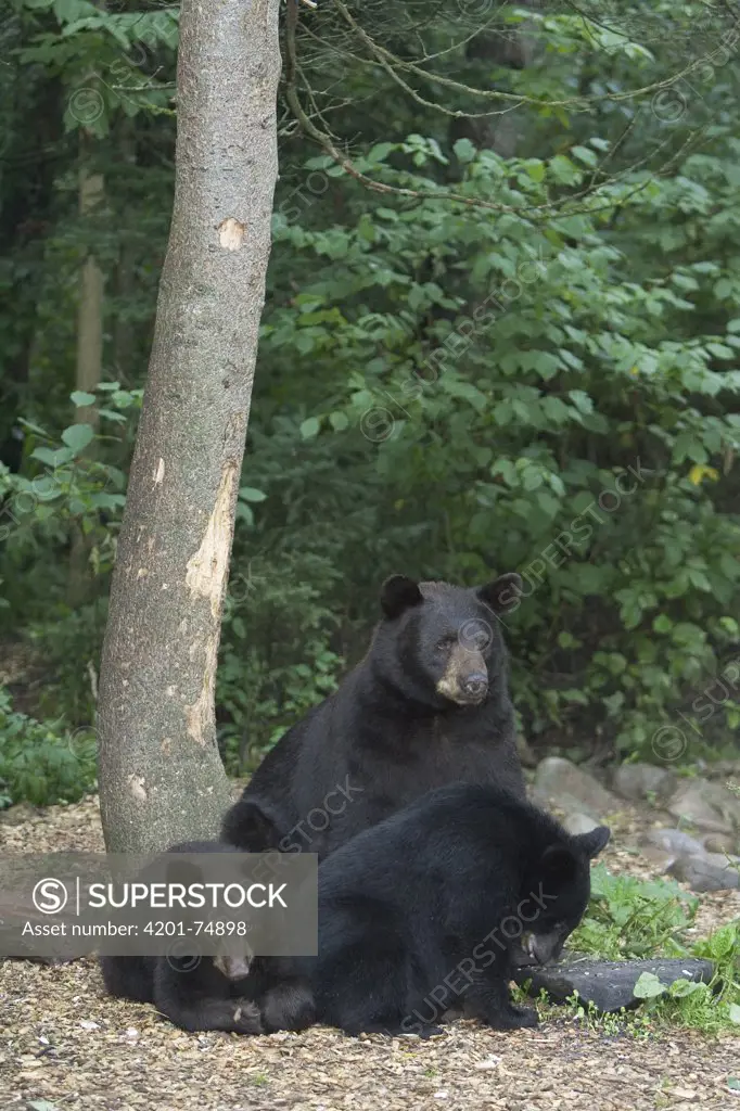 Black Bear (Ursus americanus) adult female with twin yearling cubs in the forest, Orr, Minnesota