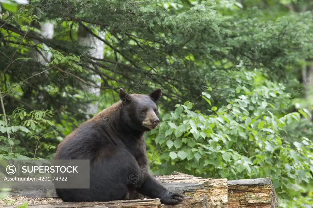 Black Bear (Ursus americanus) adult female black bear sitting, Orr, Minnesota