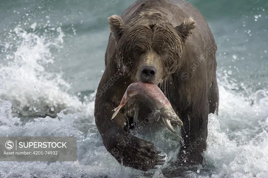 Grizzly Bear (Ursus arctos horribilis) female with a spawned-out salmon along lake shore during fall storm, Katmai National Park, Alaska