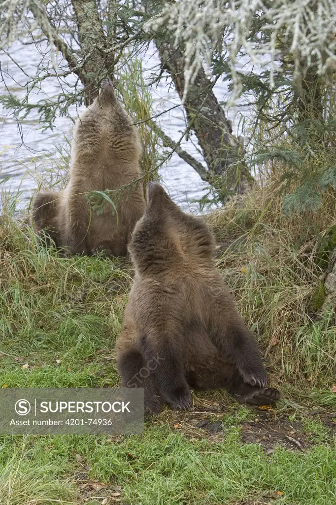 Grizzly Bear (Ursus arctos horribilis) two yearling cubs sniffing the air, Katmai National Park, Alaska