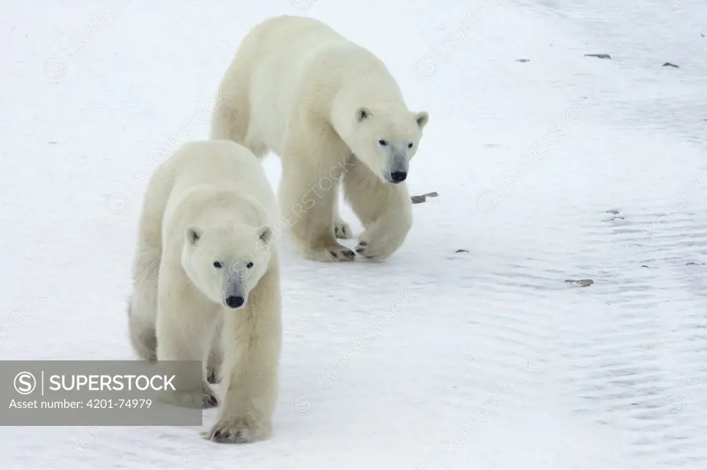 Polar Bear (Ursus maritimus) two juvenile males, traveling along Hudson Bay coast, Canada