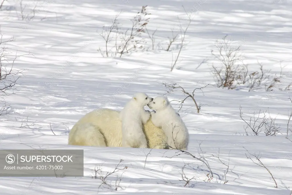 Polar Bear (Ursus maritimus) female with twelve week old cubs in arctic tundra, Canada