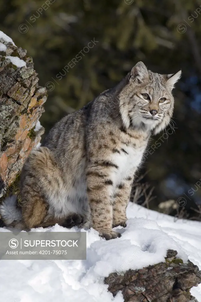 Bobcat (Lynx rufus) in the snow, Kalispell, Montana