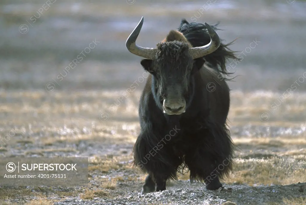 Yak (Bos grunniens mutus) front view of large adult, Tibet