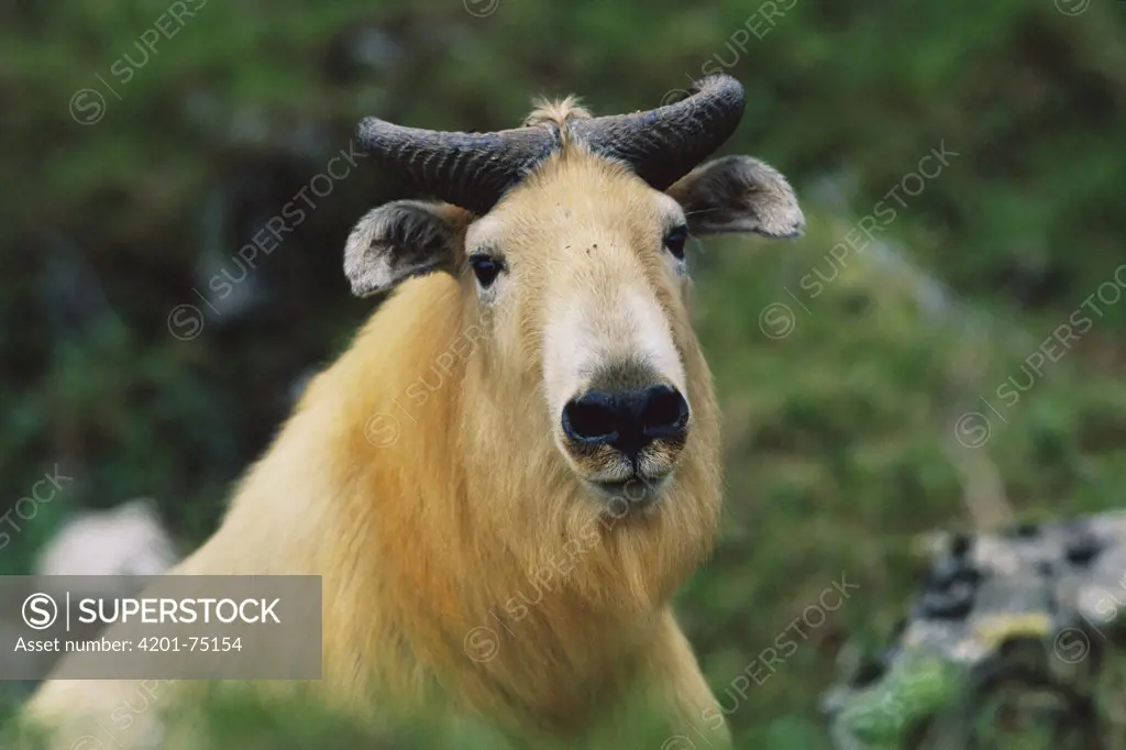 Takin (Budorcas taxicolor) adult portrait, Qinling Mountains, Shaanxi, China