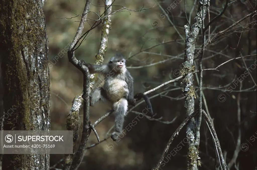 Yunnan Snub-nosed Monkey (Rhinopithecus bieti) in tree, Weixi County, Yunnan Province, China