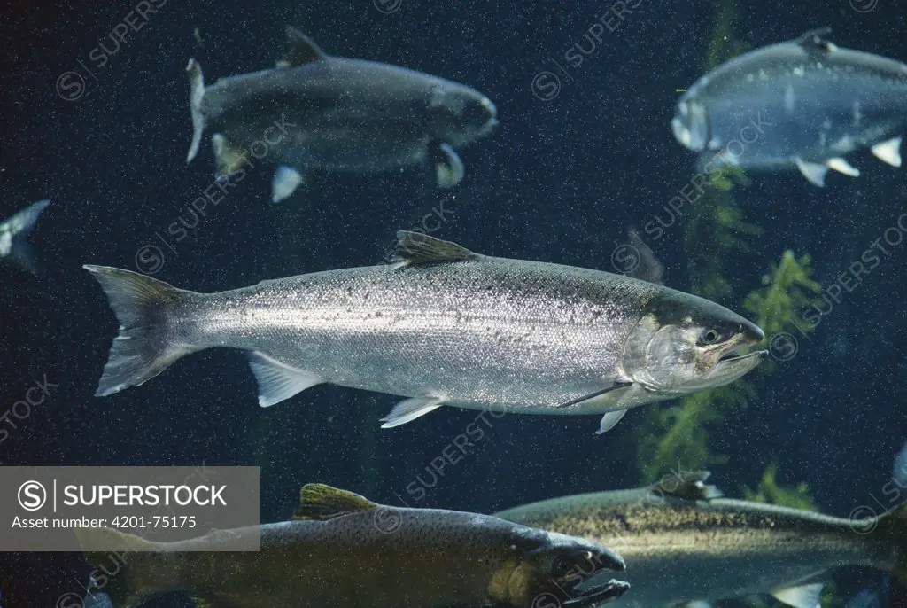 Coho Salmon (Oncorhynchus kisutch) in their ocean-going 'silver' state, North America