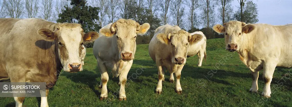Domestic Cattle (Bos taurus) Charolais herd in pasture, Picardie, France