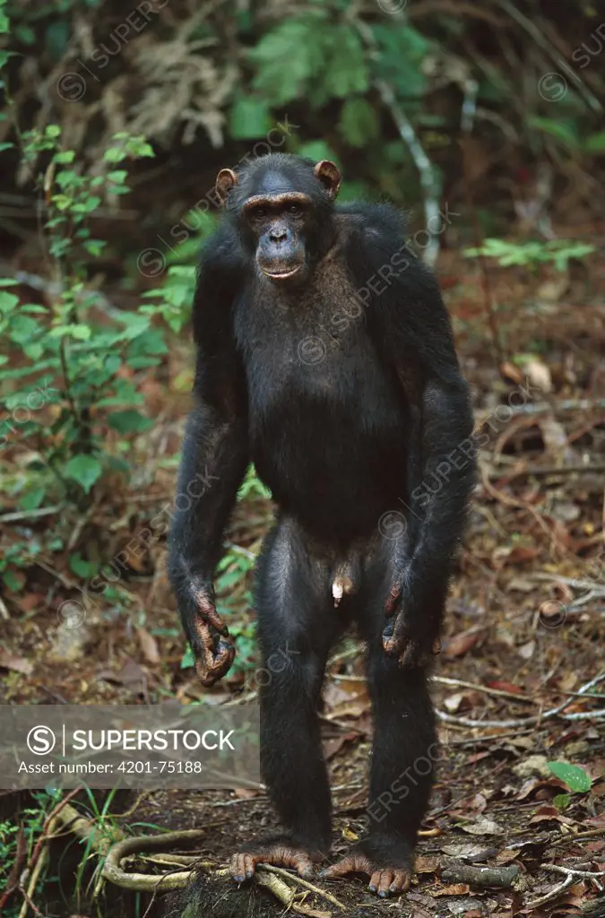 Chimpanzee (Pan troglodytes) male standing upright, Gabon