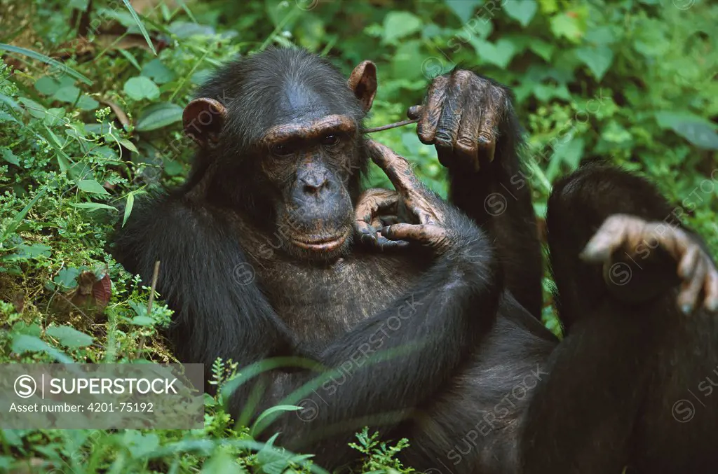 Chimpanzee (Pan troglodytes) male scratching his ear with a stick, Sanctuary, Gabon