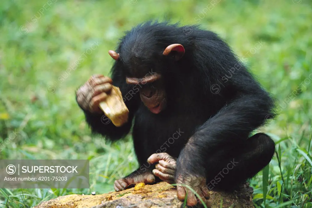 Chimpanzee (Pan troglodytes) using tools to crack nuts, Gabon
