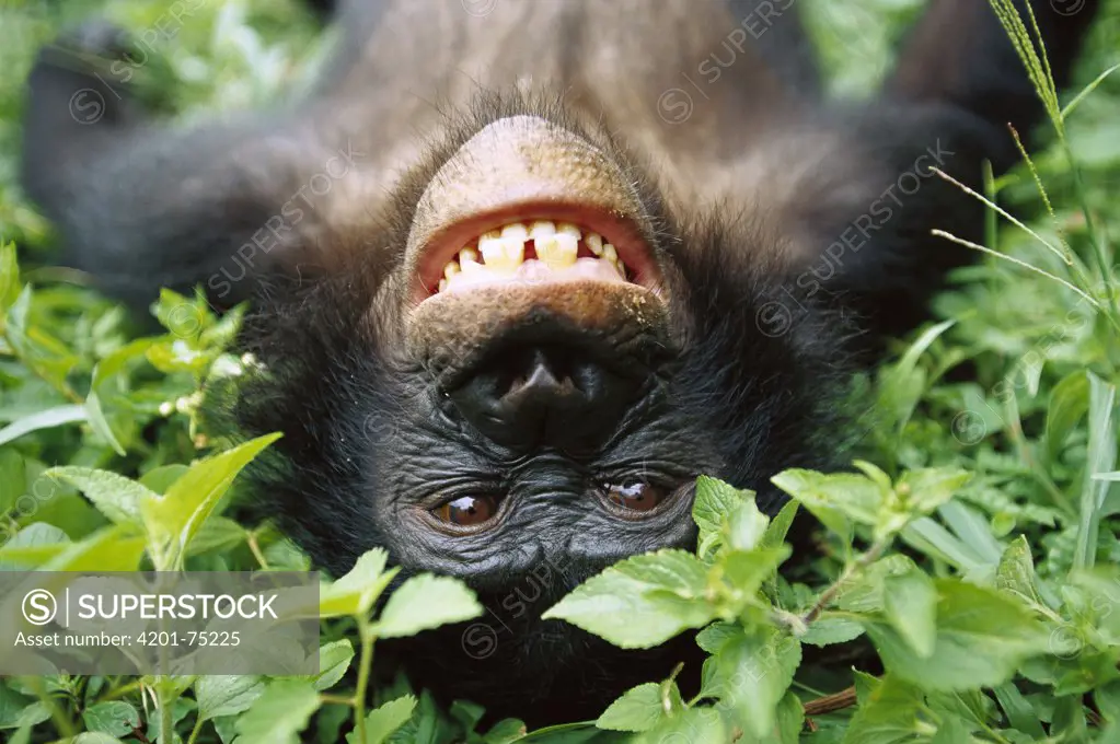Bonobo (Pan paniscus) smiling while laying on ground, ABC Sanctuary, Democratic Republic of the Congo