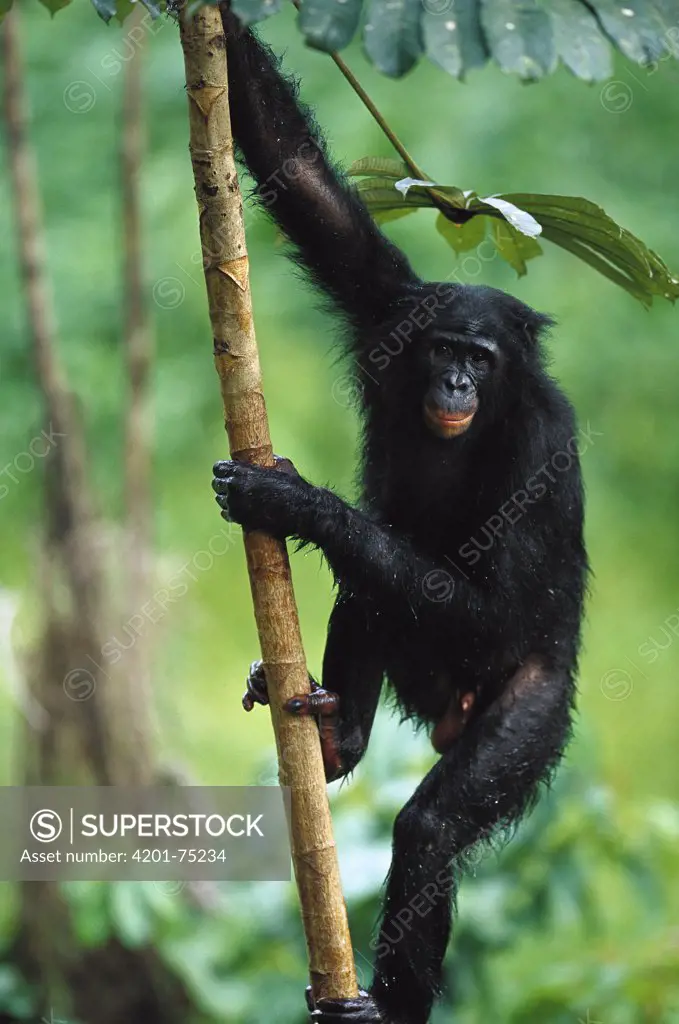 Bonobo (Pan paniscus) adult male in a tree, ABC Sanctuary, Democratic Republic of the Congo