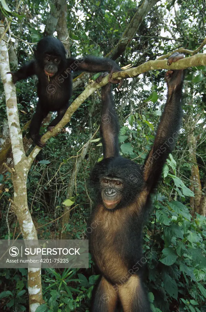 Bonobo (Pan paniscus) two juveniles in a tree, ABC Sanctuary, Democratic Republic of the Congo