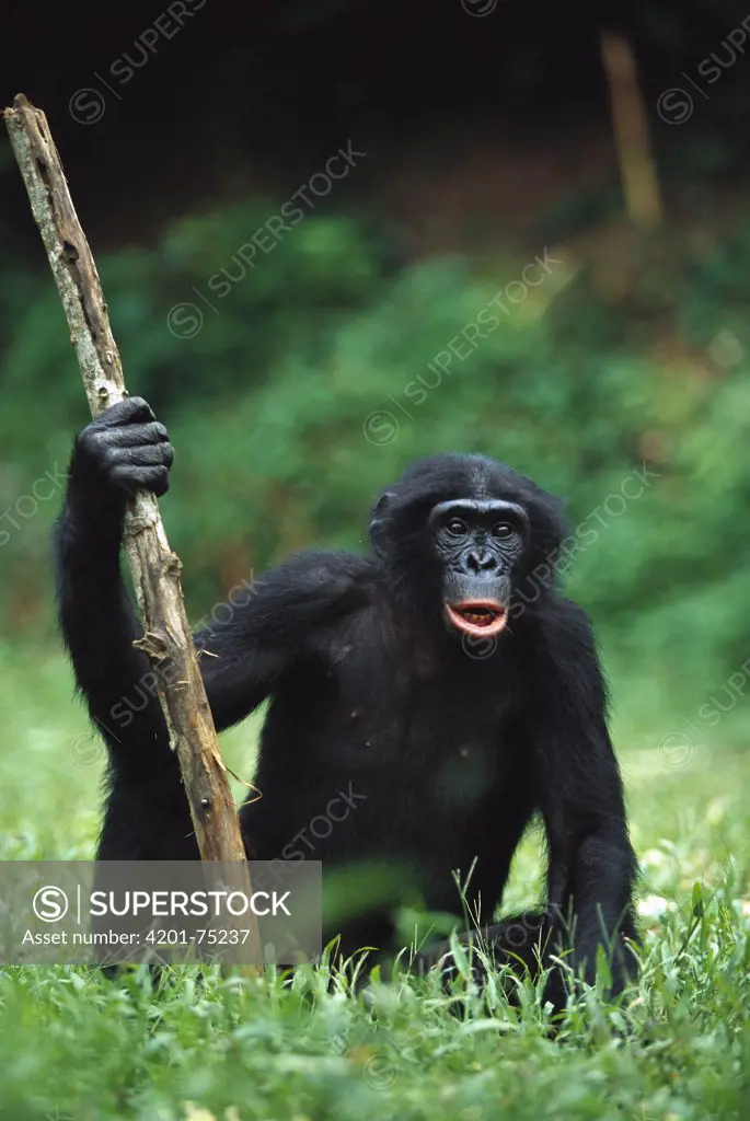 Bonobo (Pan paniscus) male on the ground holding a stick, ABC Sanctuary, Democratic Republic of the Congo