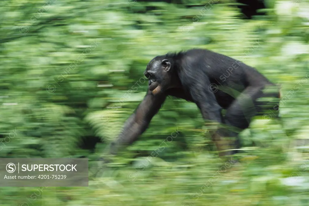 Bonobo (Pan paniscus) nine year old male running through vegetation, ABC Sanctuary, Democratic Republic of the Congo