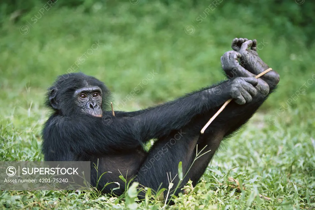 Bonobo (Pan paniscus) female playing in the grass, ABC Sanctuary, Democratic Republic of the Congo