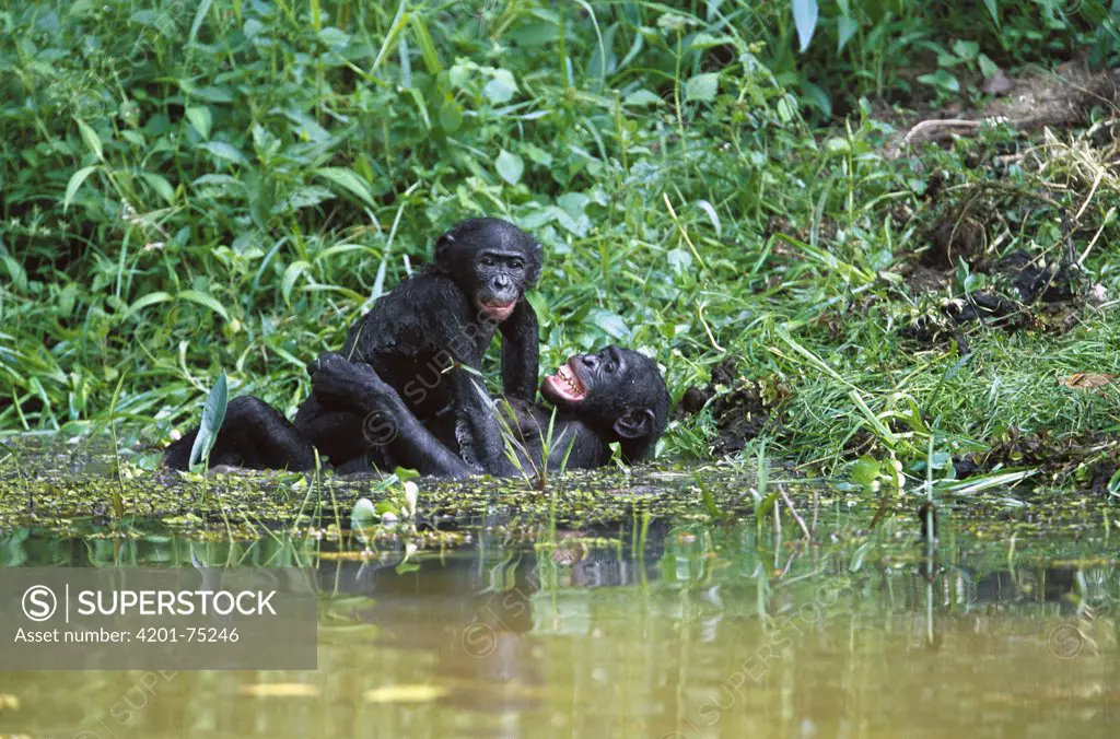 Bonobo (Pan paniscus) subadult couple mating face to face in water, Democratic Republic of the Congo