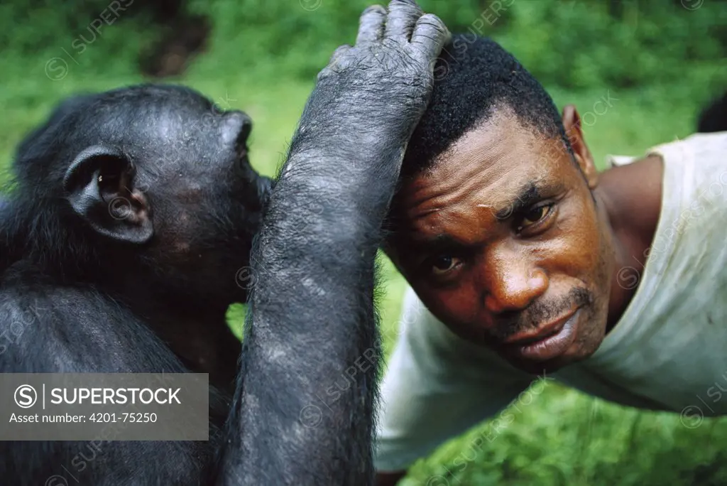 Bonobo (Pan paniscus), grooming a keeper, ABC Sanctuary, Democratic Republic of the Congo