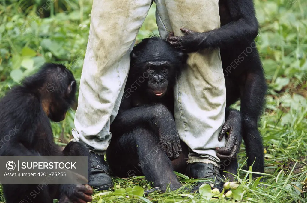 Bonobo (Pan paniscus) playing with their keeper, ABC Sanctuary, Democratic Republic of the Congo