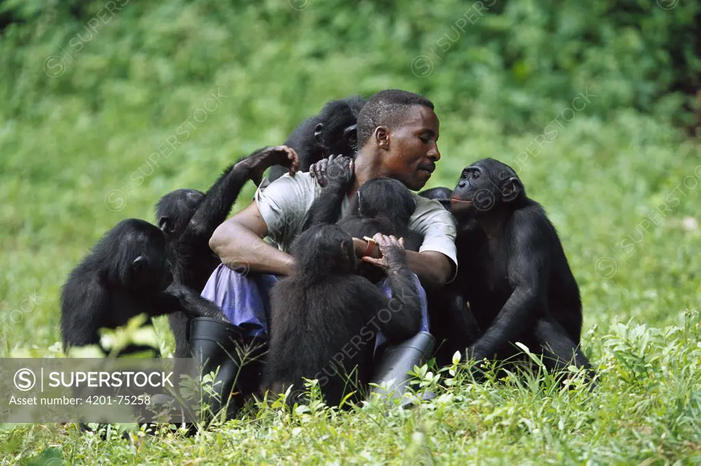 Bonobo (Pan paniscus), group playing with keeper, ABC Sanctuary, Democratic Republic of the Congo