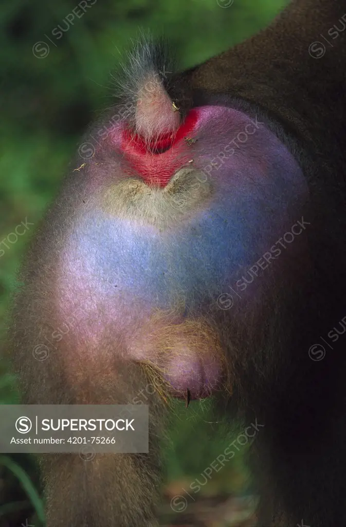 Mandrill (Mandrillus sphinx) backside of an adult male, Gabon