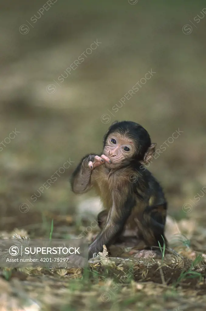Barbary Macaque (Macaca sylvanus) infant, Morocco