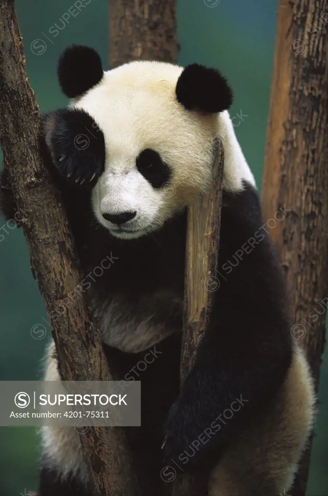 Giant Panda (Ailuropoda melanoleuca) portrait of a young Panda in a tree, China Conservation and Research Center for the Giant Panda, Wolong Nature Reserve, China
