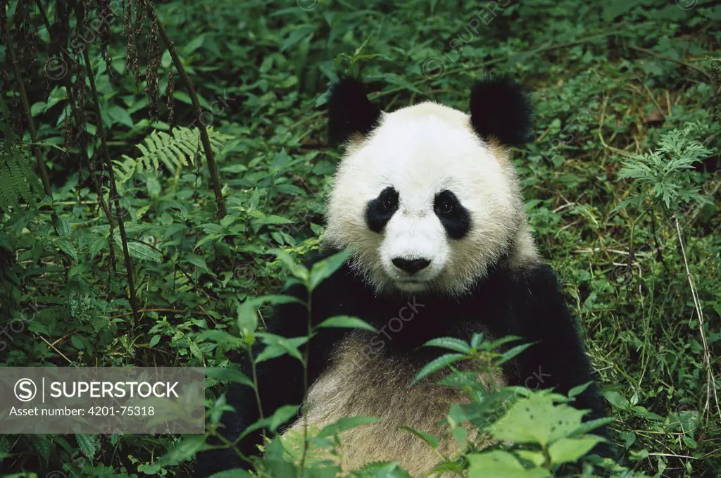 Giant Panda (Ailuropoda melanoleuca) sitting in vegetation, China Conservation and Research Center for the Giant Panda, Wolong Nature Reserve, China