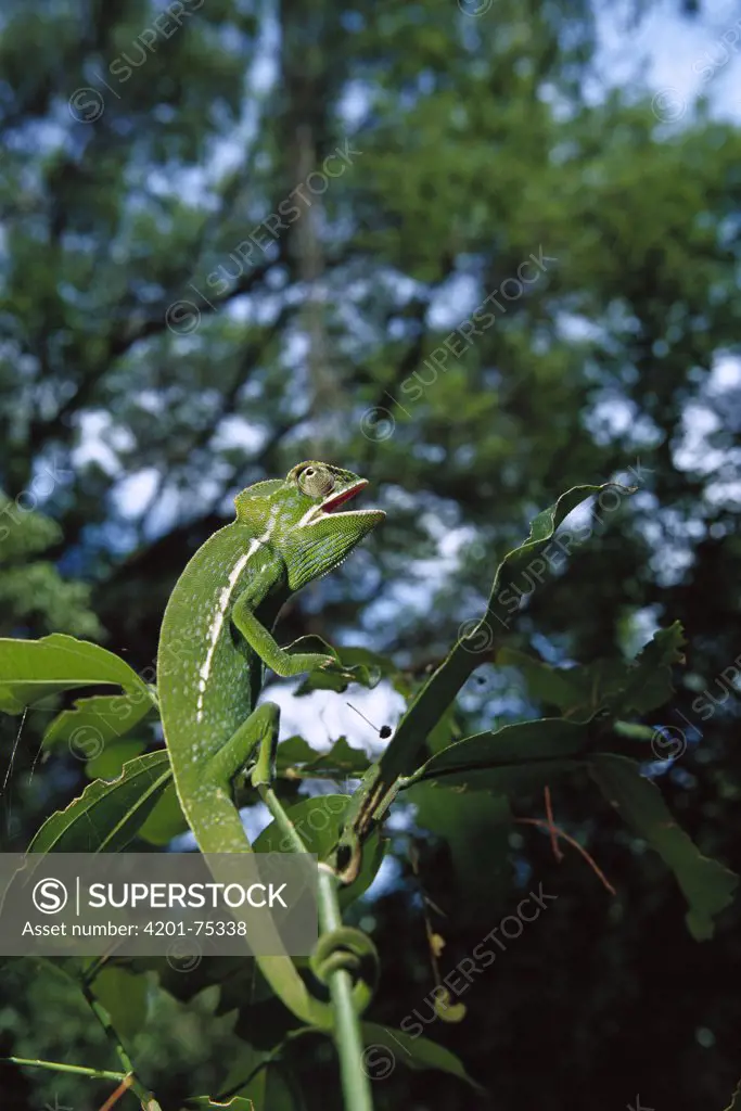 Jeweled Chameleon (Furcifer lateralis) perched at end of branch, southern Madagascar